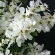 Exochorda The Bride