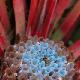 Fascicularia andina