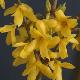 Forsythia M�l�e D'or