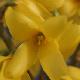 Forsythia M�l�e D'or