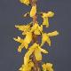 Forsythia casque d'or