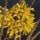 Forsythia casque d'or