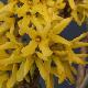 Forsythia casque d'or