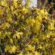Forsythia Lynwood