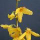 Forsythia Lynwood
