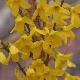 Forsythia Week End
