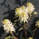 Fothergilla Blue Mist