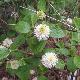 Fothergilla major