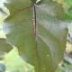 Peuplier � feuilles pourpres 