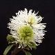 Fothergilla major
