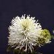 Fothergilla major
