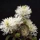 Fothergilla major