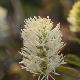 Fothergilla Mount Airy