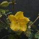 Fremontodendron California Glory