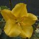 Fremontodendron California Glory