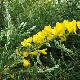 Genista racemosus