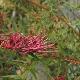 Grevillea rampant Bronze Rambler