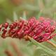 Grevillea rampant Bronze Rambler