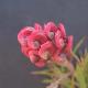 Grevillea Clearview David