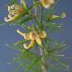 Grevillea � fleurs jaunes