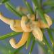 Grevillea � fleurs jaunes