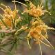 Grevillea � fleurs jaunes