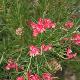 Grevillea � feuilles de gen�vrier