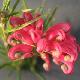 Grevillea � feuilles de gen�vrier