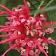 Grevillea � feuilles de gen�vrier