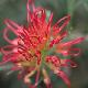 Grevillea Winpara Gem