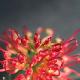 Grevillea Winpara Gem