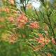 Grevillea semperflorens