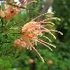 Grevillea semperflorens
