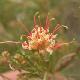 Grevillea semperflorens