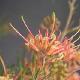 Grevillea semperflorens