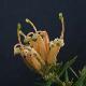 Grevillea rampant � fleurs jaunes