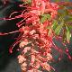 Grevillea Robyn Gordon