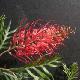 Grevillea Robyn Gordon