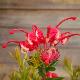 Grevillea Rondeau