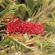 Grevillea Robin Hood