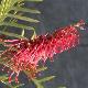 Grevillea Robin Hood