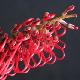 Grevillea Robin Hood