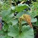 Gunnera perpensa