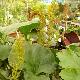 Gunnera perpensa