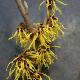 Hamamelis � fleurs jaunes