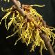 Hamamelis � fleurs jaunes