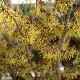 Hamamelis � fleurs jaunes