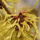 Hamamelis � fleurs jaunes