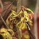 Hamamelis � fleurs jaunes