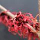 Hamamelis � fleurs rouges